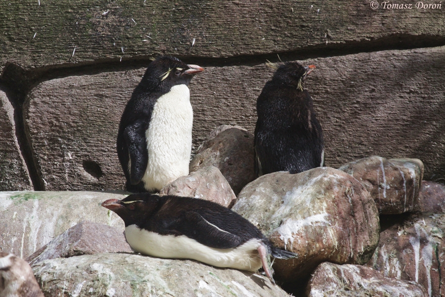 Rockhopper penguins (Eudyptes chrysocome chrysocome)
