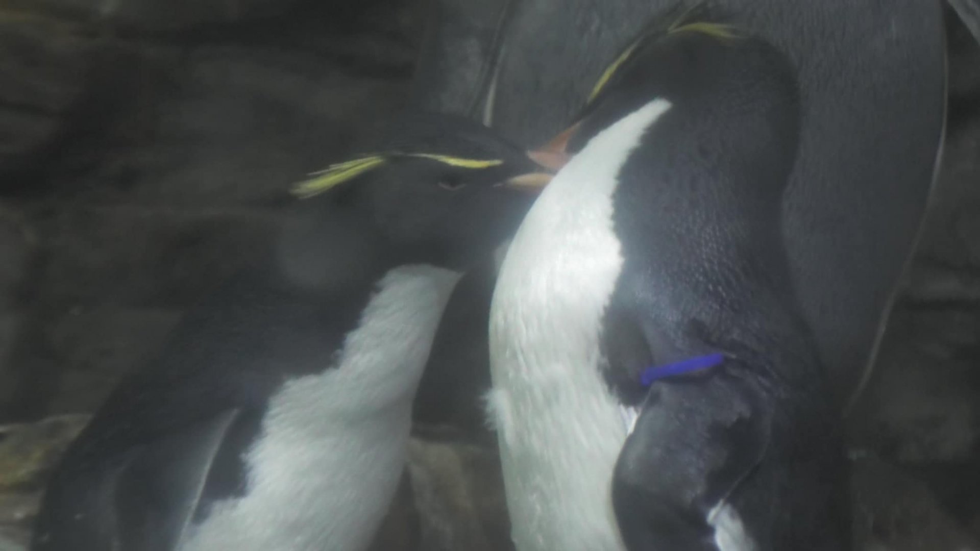 Rockhopper penguins fighting