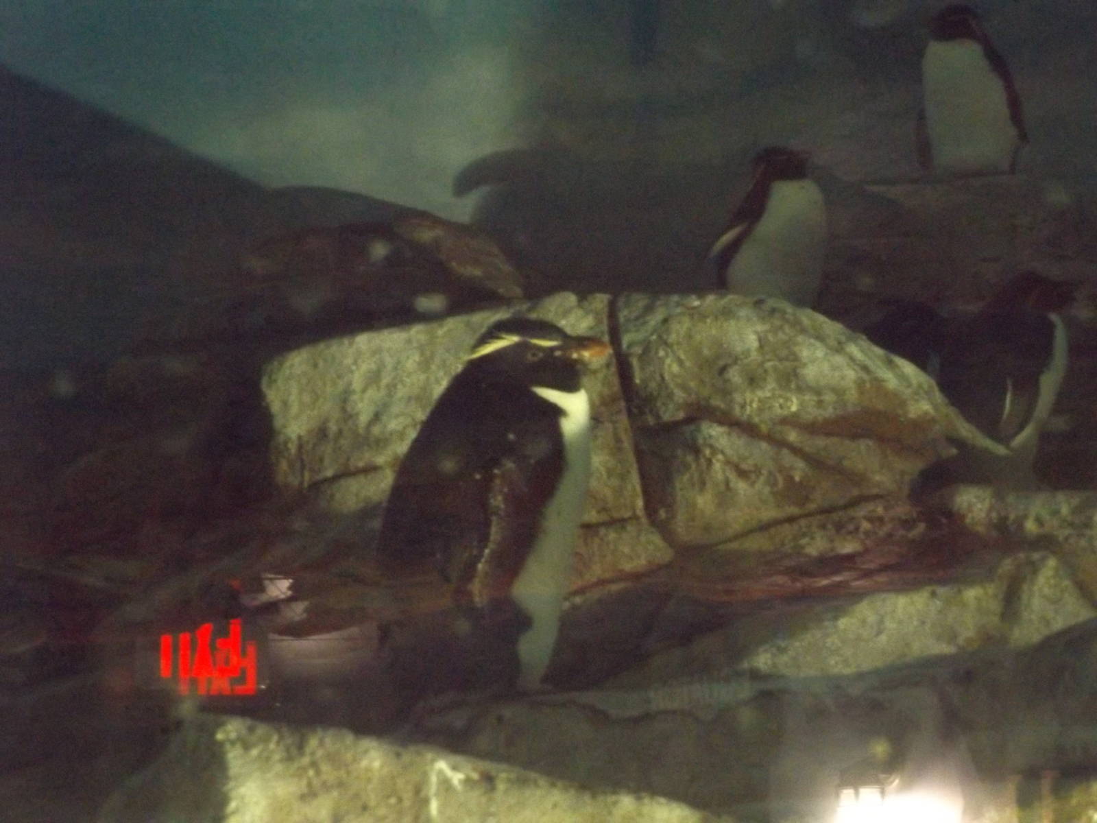 Rockhopper Penguins (lights off)