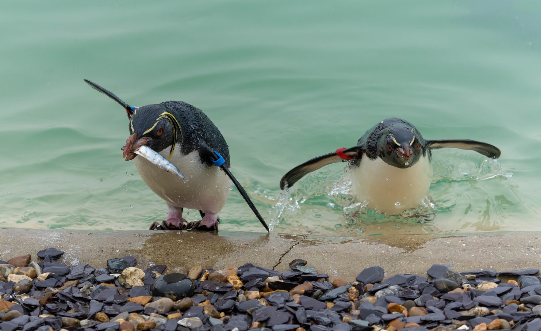 Rockhopper penguins, ZSL Whipsnade, UK