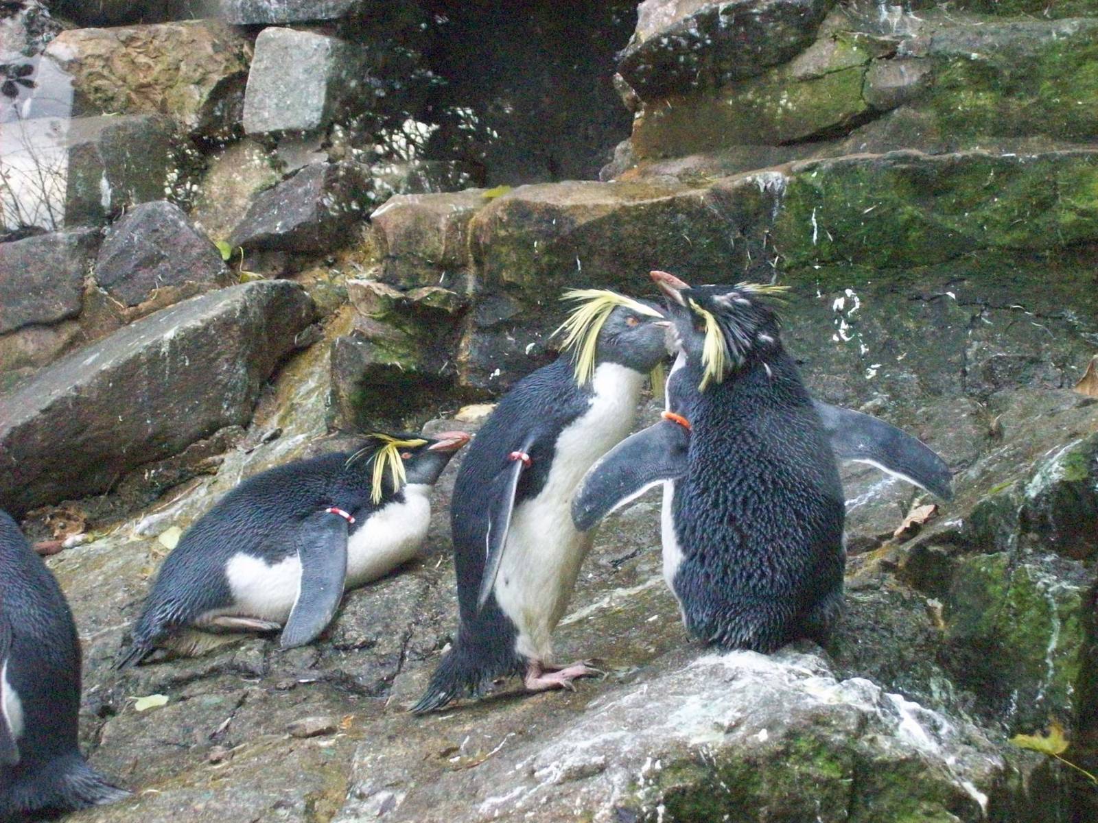 rockhopper penguins