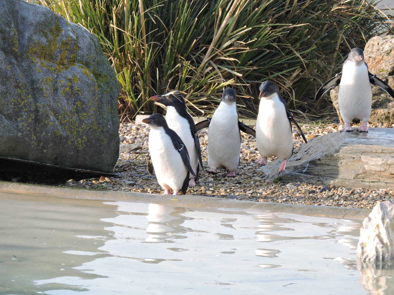 Rockhopper Penguins