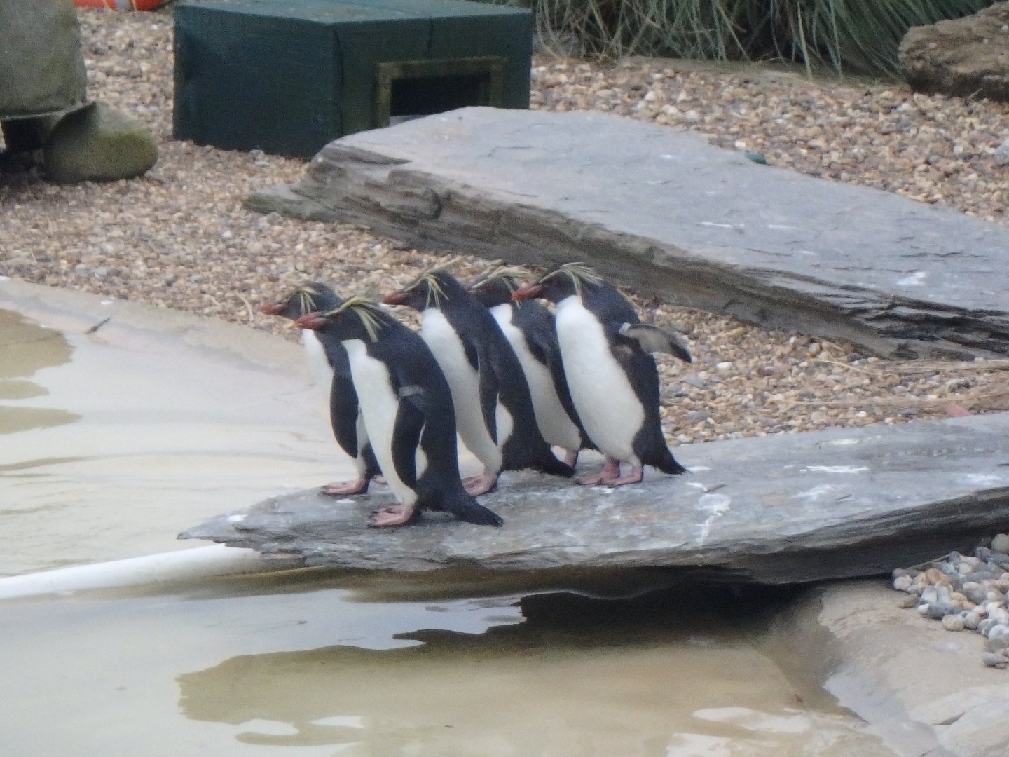 Rockhopper penguins