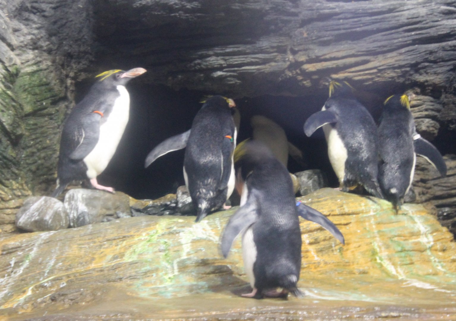 Rockhopper penguins