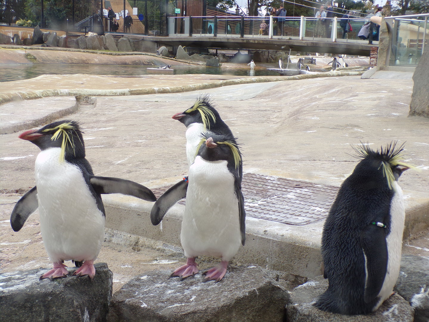 Rockhopper penguins