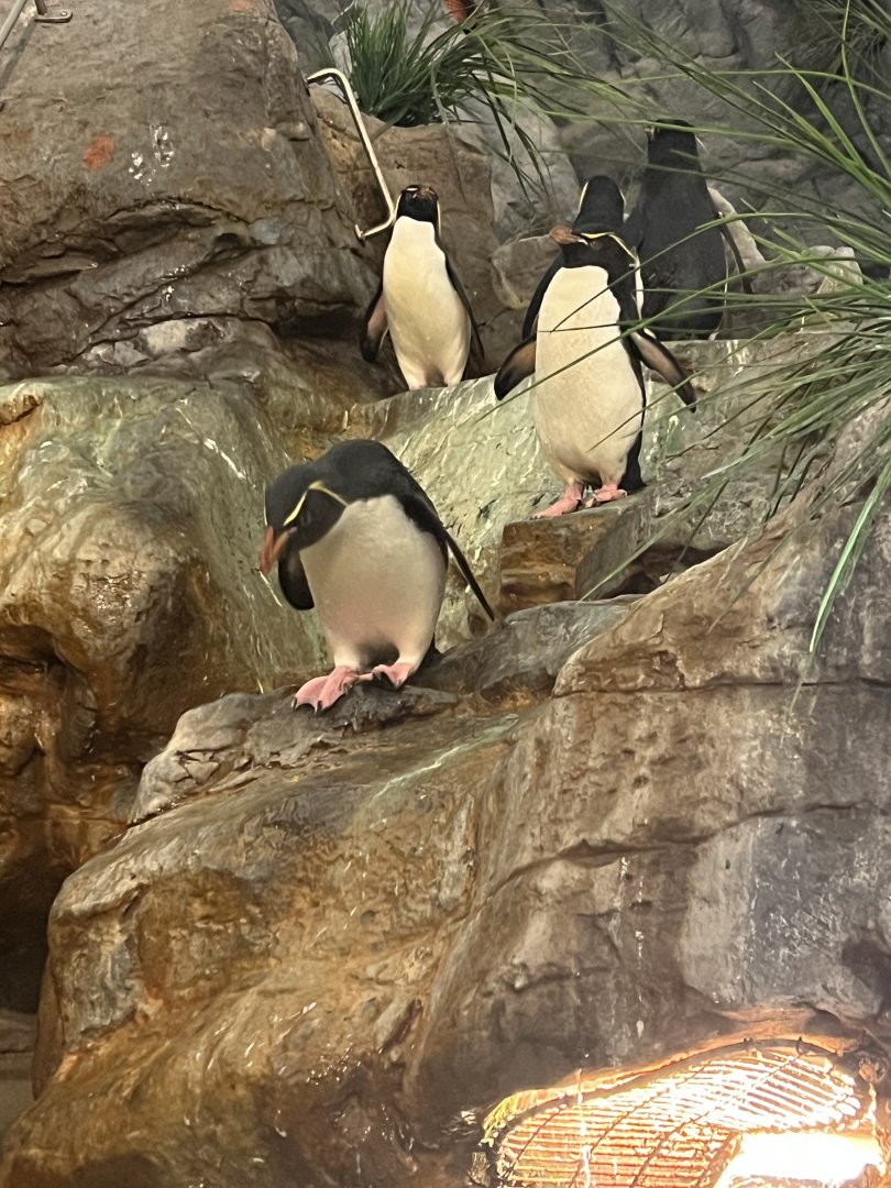 Rockhopper Penguins