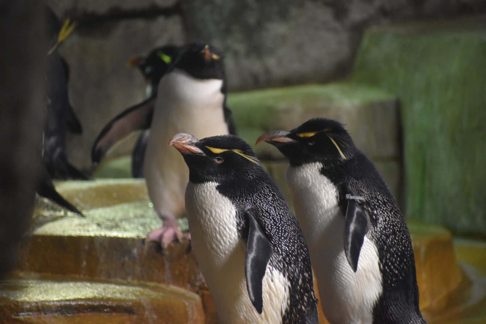 Rockhopper Penguins