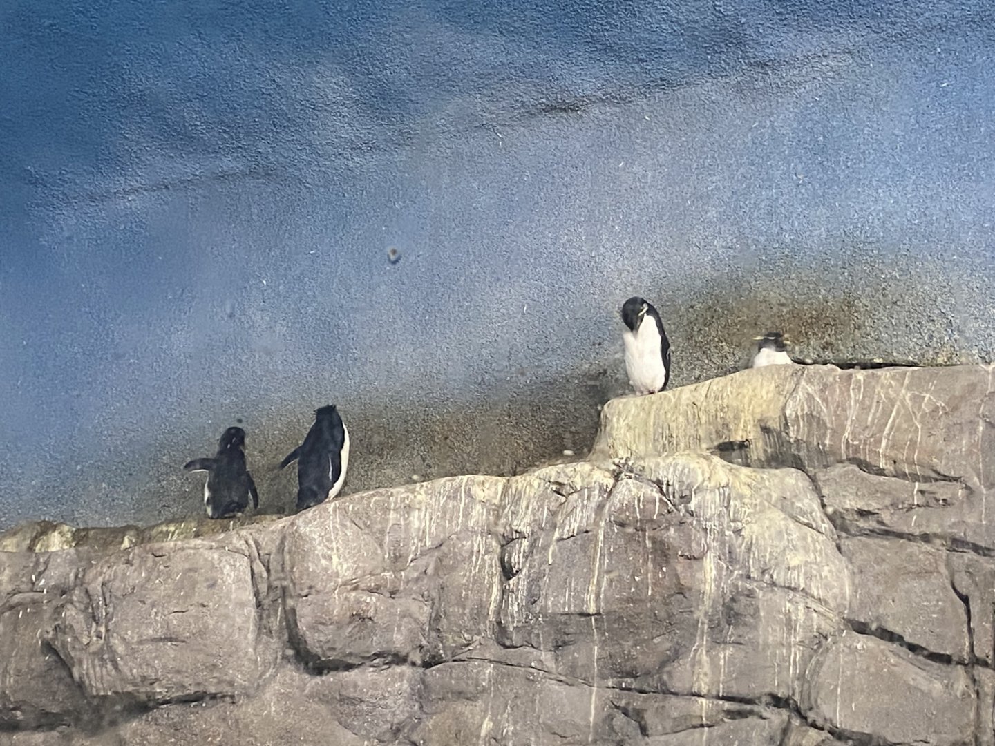 Rockhopper penguins