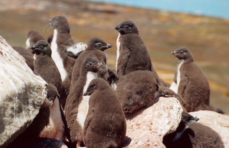 Rockhopper Point Sealion Island