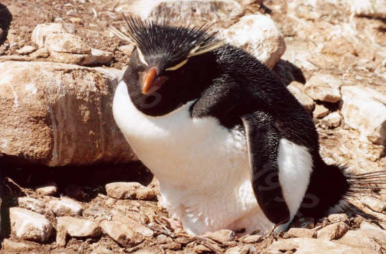 Rockhopper Point Sealion Island
