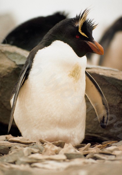 Rockhopper Point Sealion Island