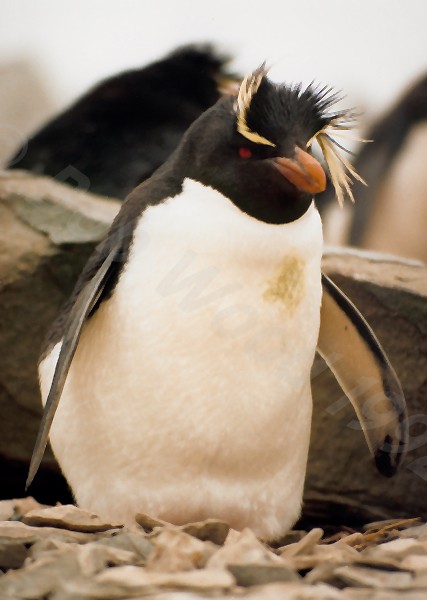 Rockhopper Point Sealion Island