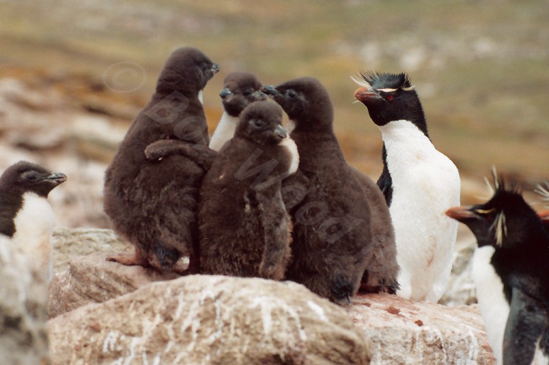 Rockhopper Point Sealion Island