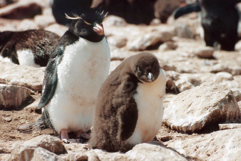 Rockhopper Point Sealion Island