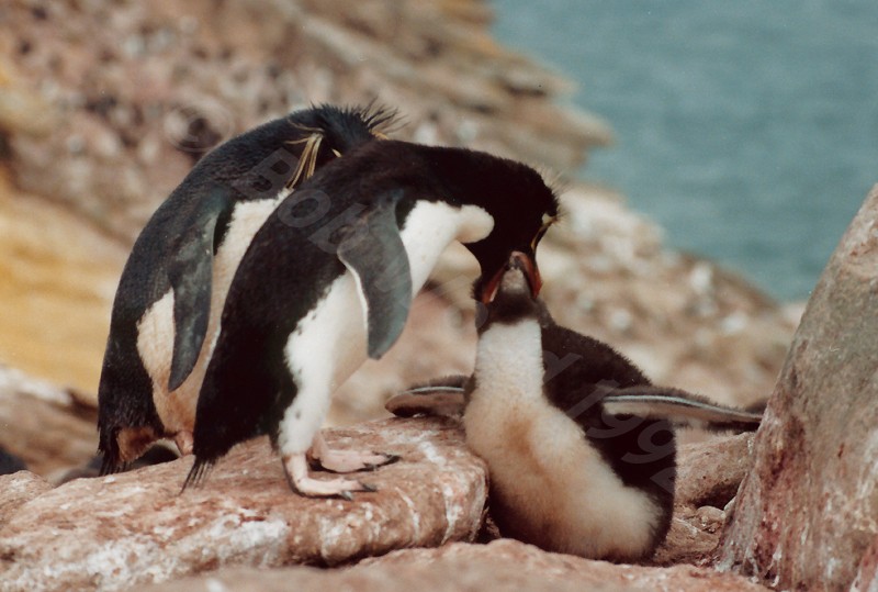 Rockhopper Point Sealion Island