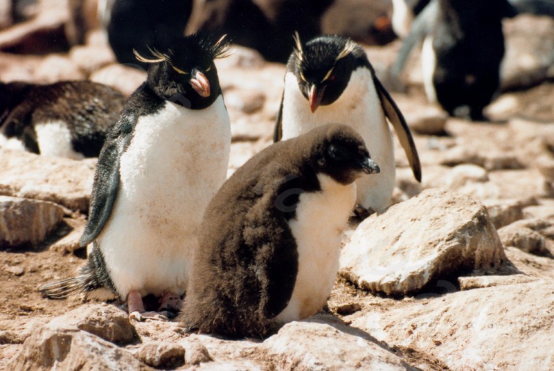 Rockhopper Point Sealion Island
