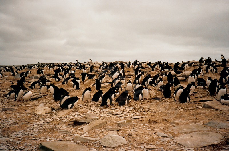Rockhopper Point Sealion Island