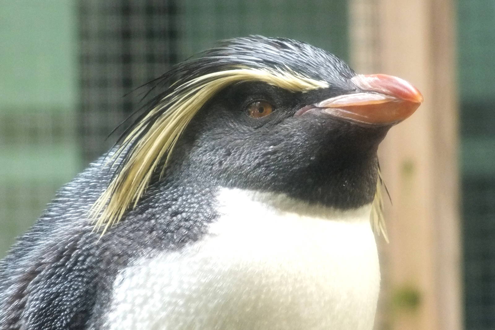 Rockhopper