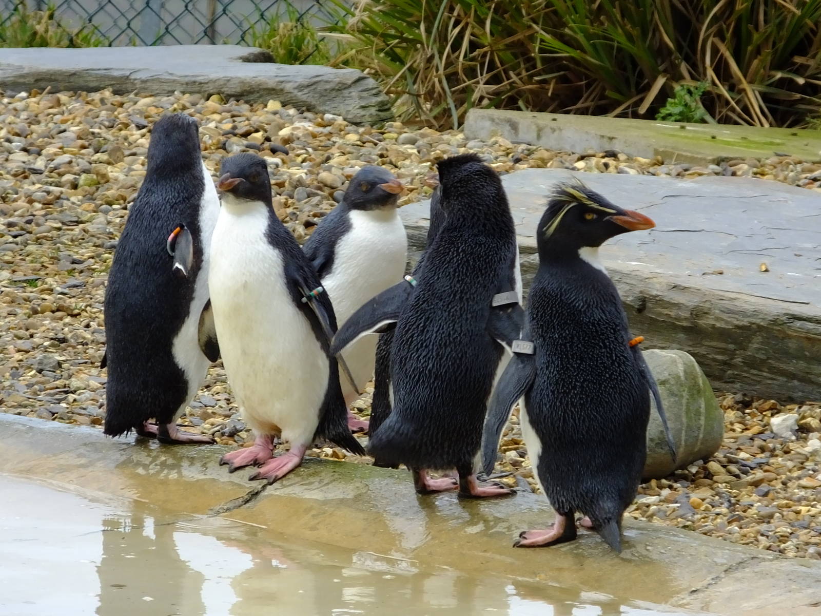 Rockhopper's return 18/01/15