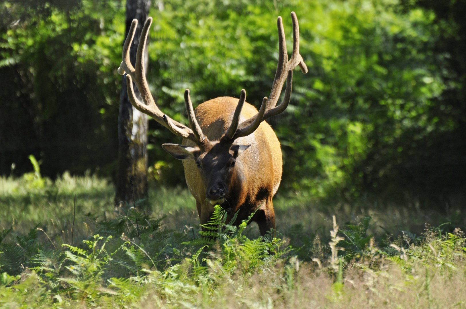 Rockies elk (Cervus canadensis)