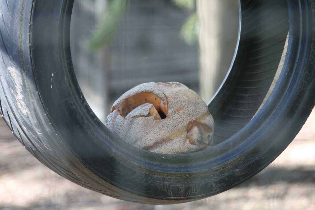 Rockmelon in tyre in Macaque cage