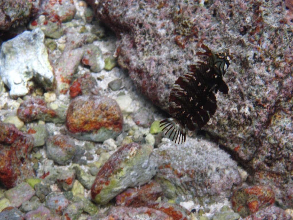 Rockmover Wrasse juvenile