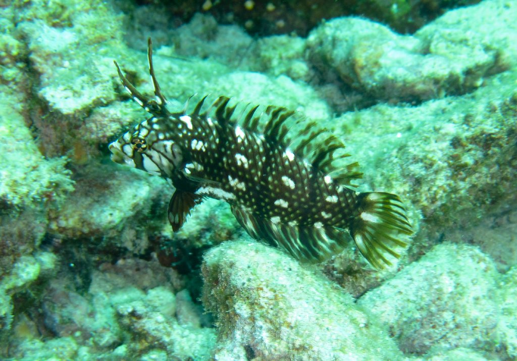 Rockmover Wrasse juvenile