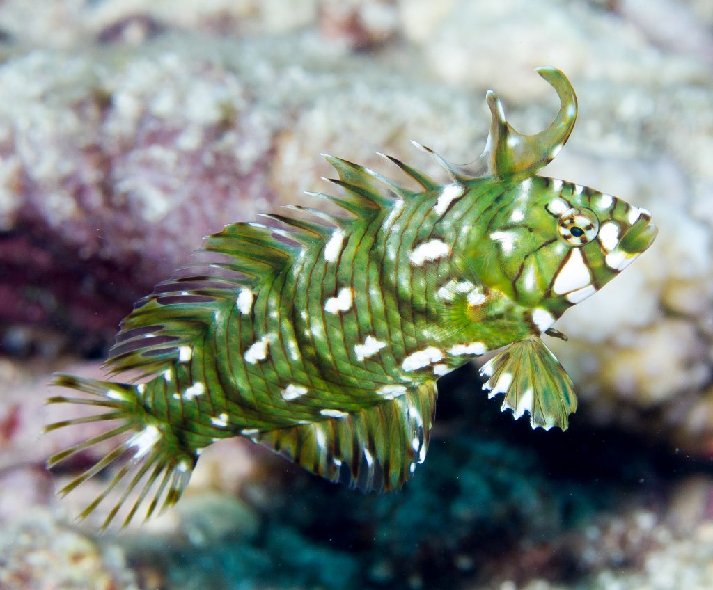 Rockmover Wrasse juvenile