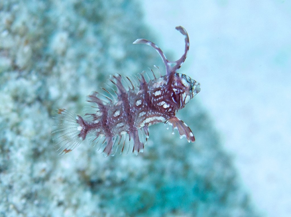 Rockmover Wrasse juvenile
