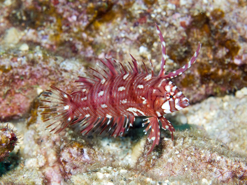 Rockmover Wrasse juvenile