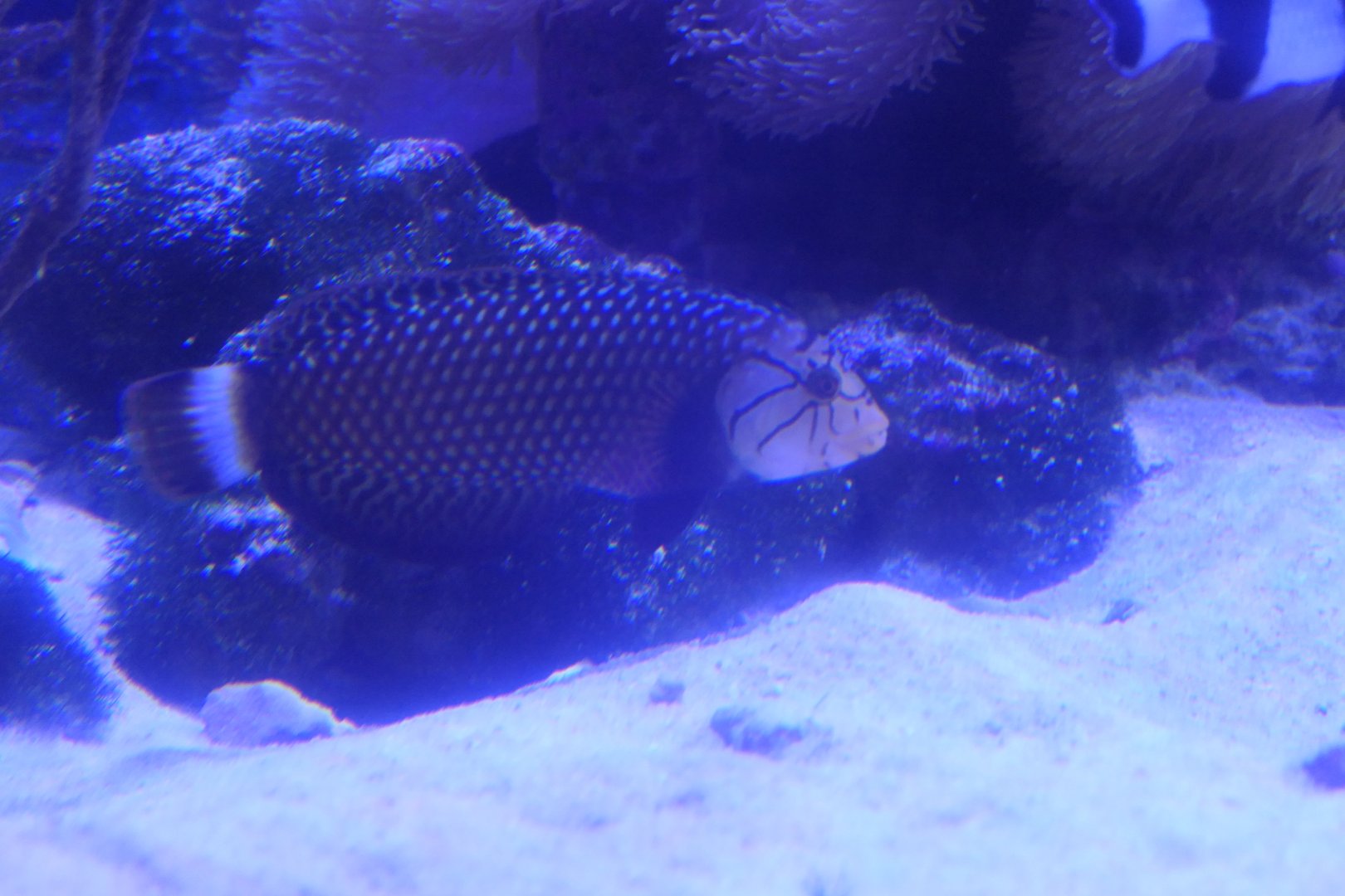 Rockmover Wrasse (Novaculichthys taeniourus) - Uozu Aquarium