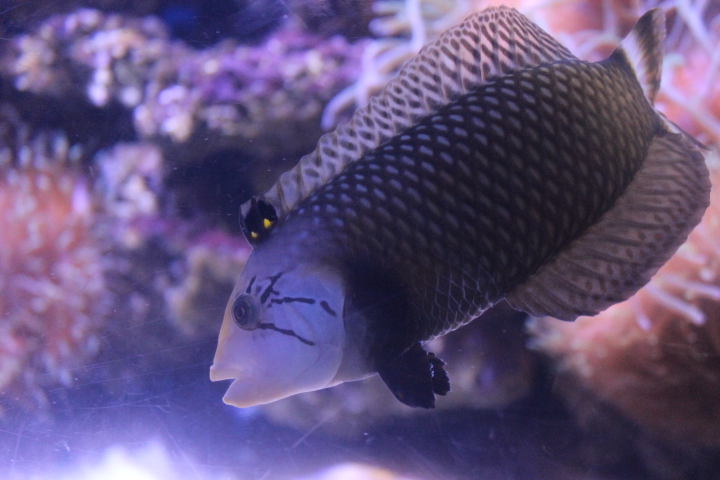 Rockmover wrasse (Novaculichthys taeniourus)
