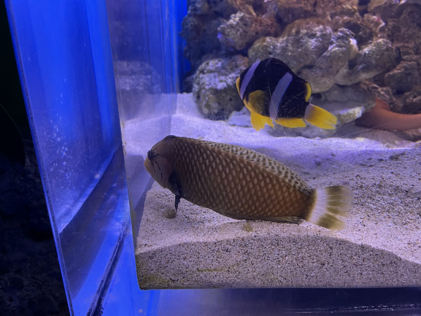 rockmover wrasse (novaculichthys taeniourus)