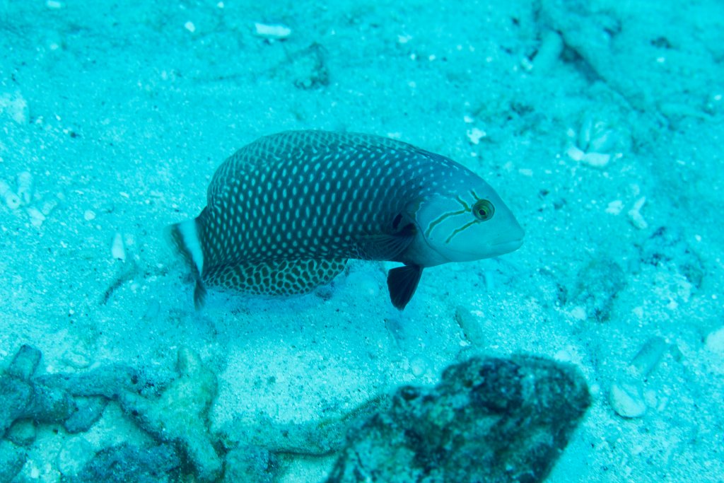 Rockmover Wrasse