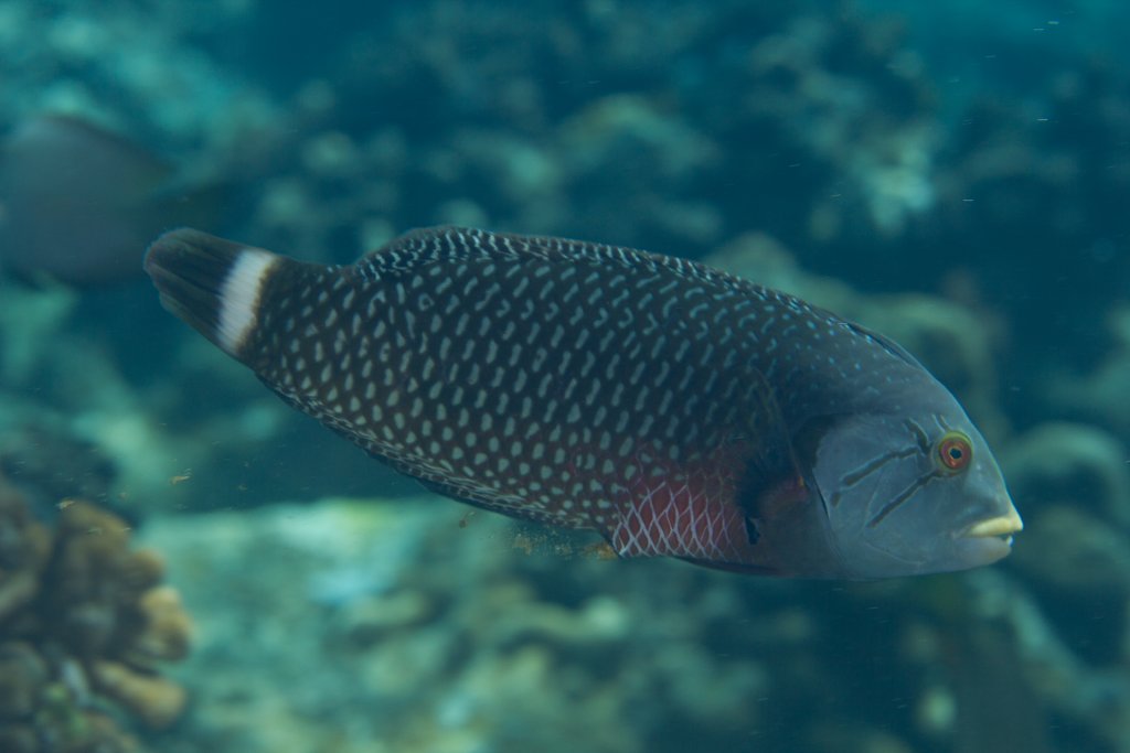 Rockmover Wrasse