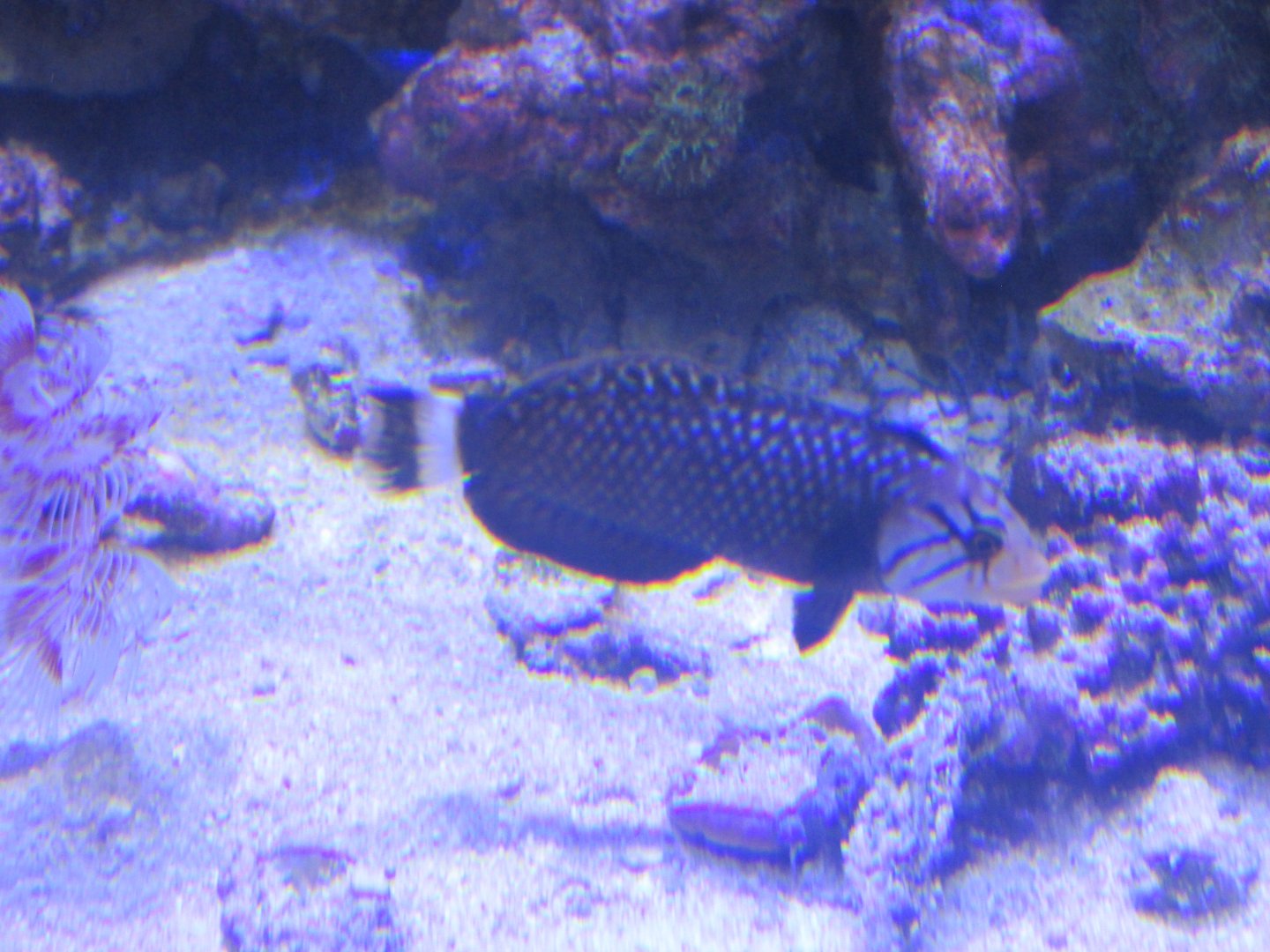 Rockmover wrasse