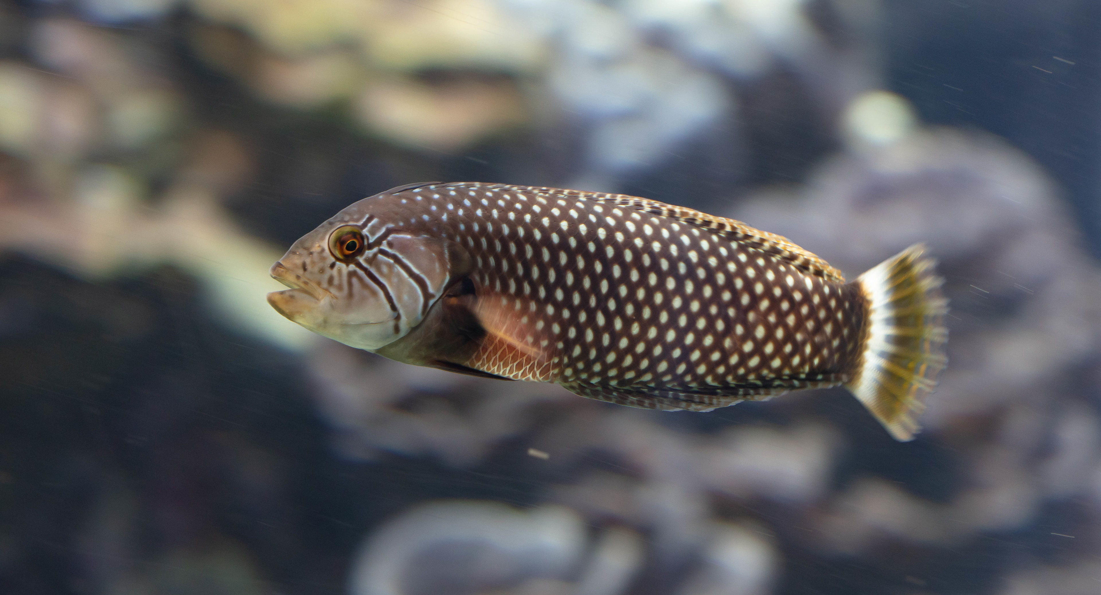 Rockmover Wrasse