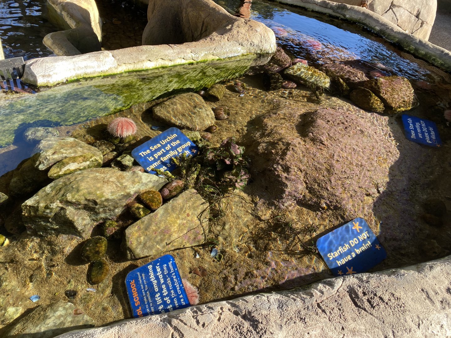 Rockpool Explorers 060125