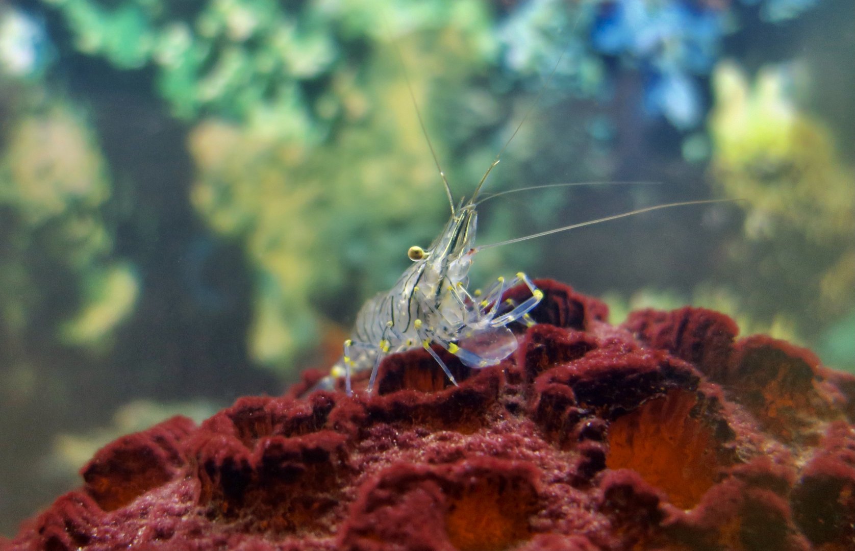 Rockpool Shrimp (Palaemon elegans)