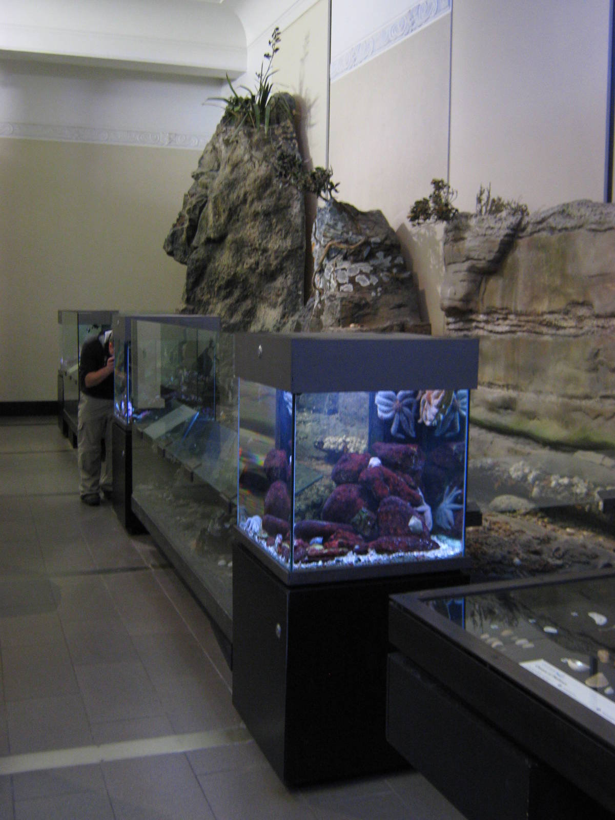 rockpool tanks at Auckland Museum