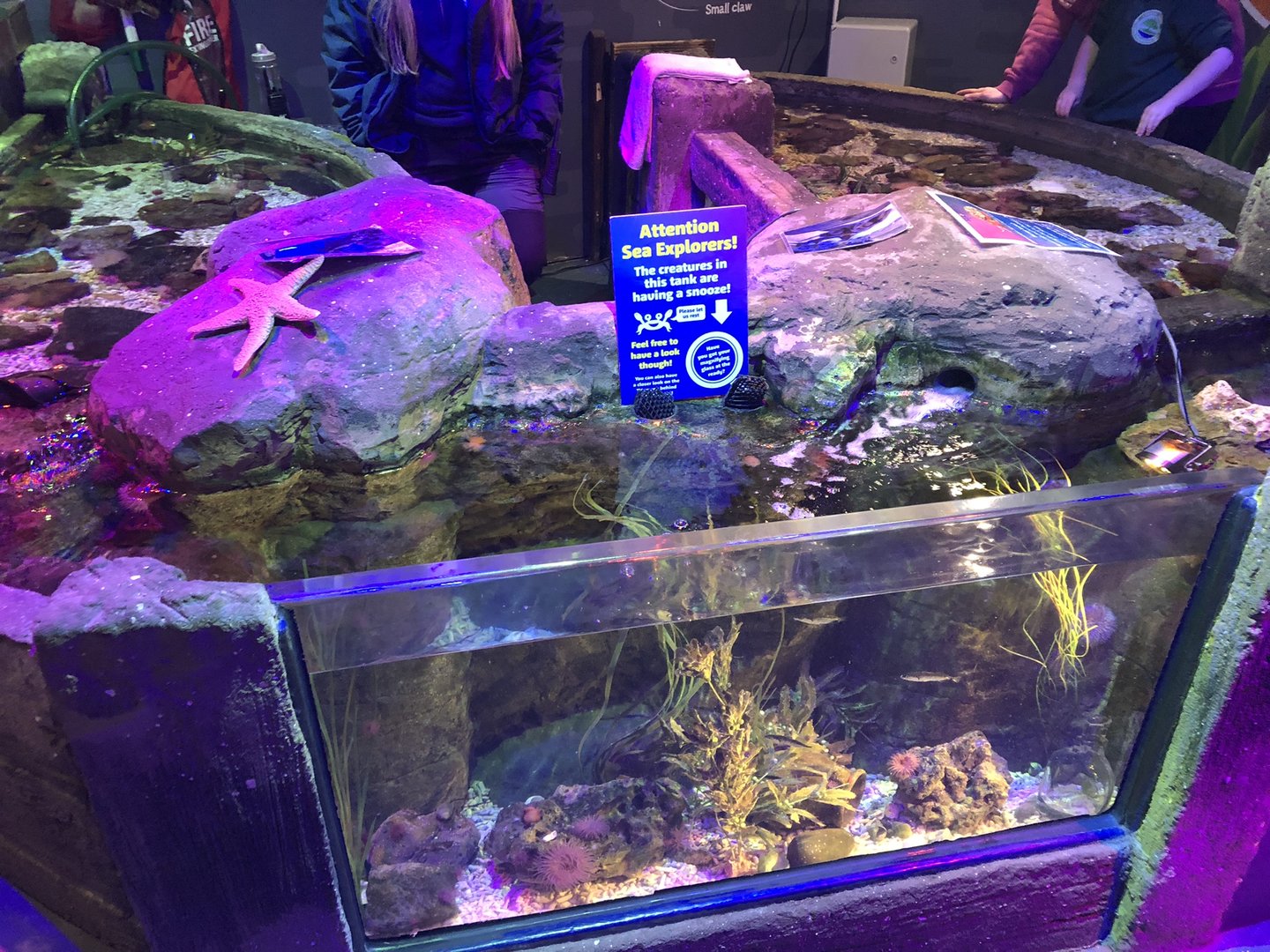 Rockpools at SEA LIFE Scarborough (September 2022)