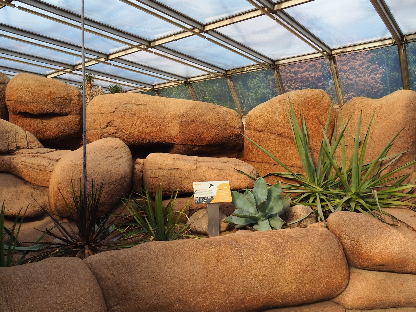 Rocks and different Agave species (Sep 16th, 2018)