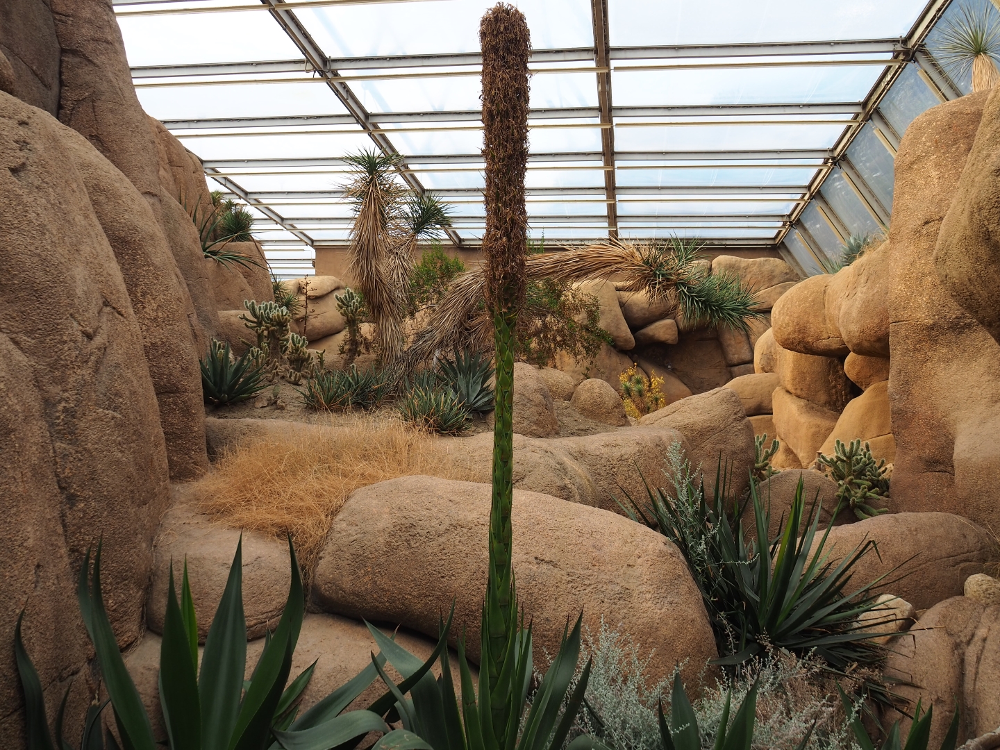 Rocks and foliage of the Desert (Sep 16th, 2018)