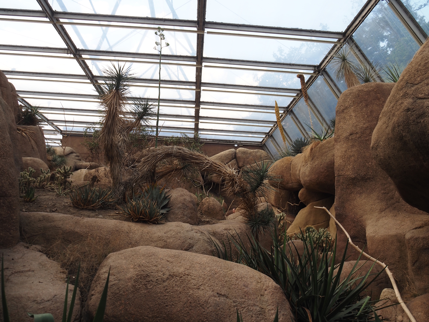 Rocks, Joshua trees and agaves in the Desert, 2025-05-17