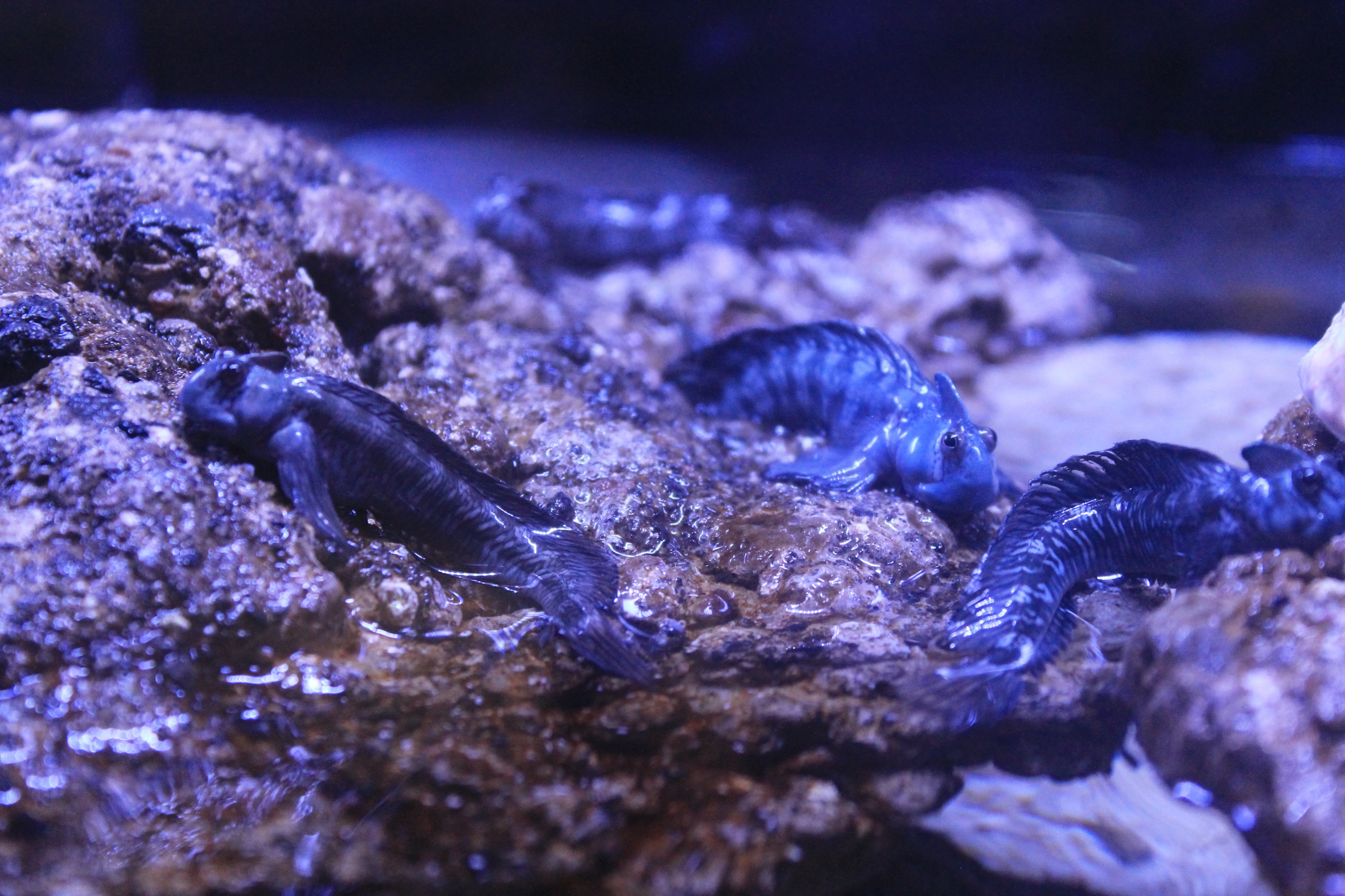 Rockskippers (Alticus orientalis)