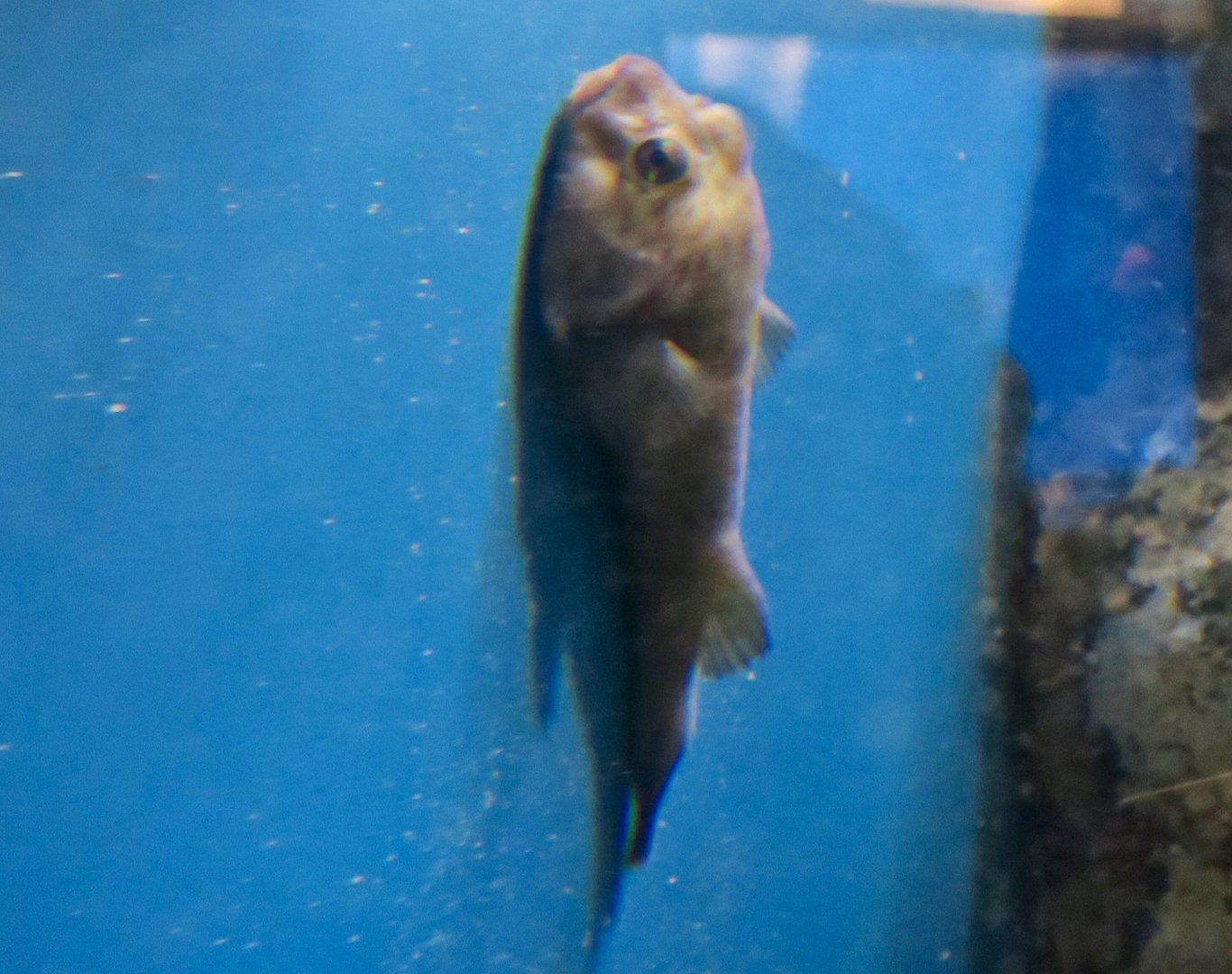 Rocksucker/Giant Clingfish (Chorisochismus dentex)