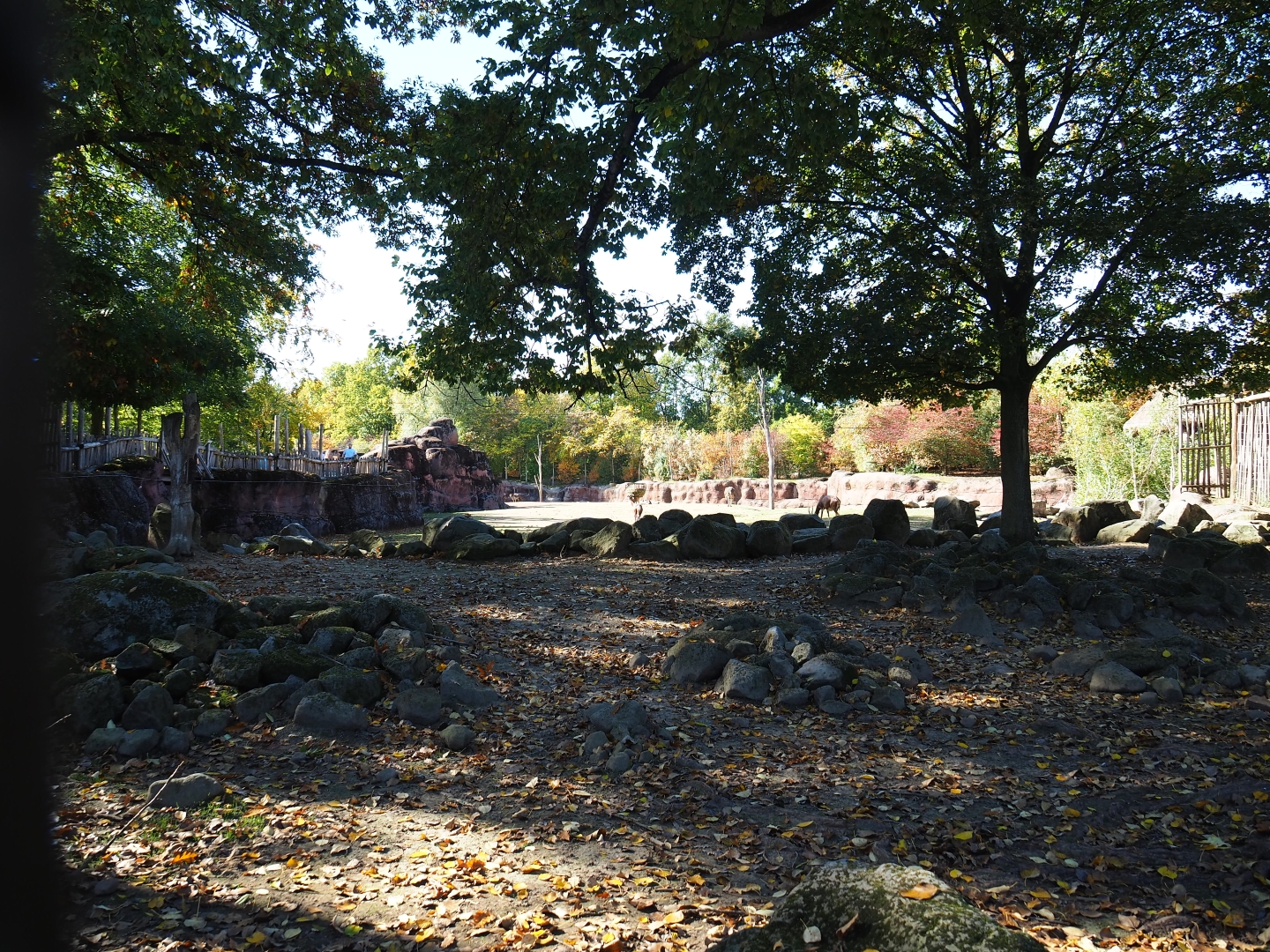 Rocky and foresty section of the savanna paddock (Oct 13th, 2018)