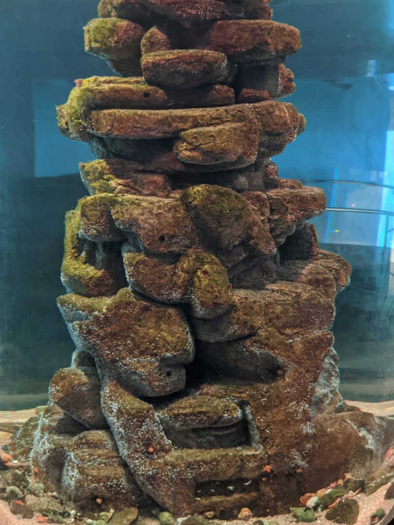 Rocky bottom exhibit - reopening 31-08-2020