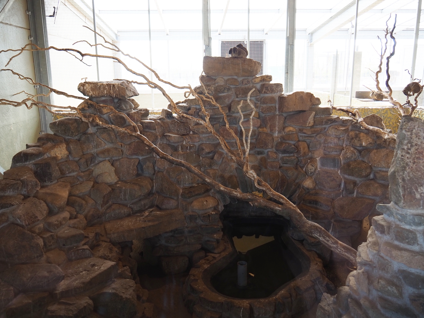 Rocky cavy and Guira cuckoo indoor housing, 2019-04-06