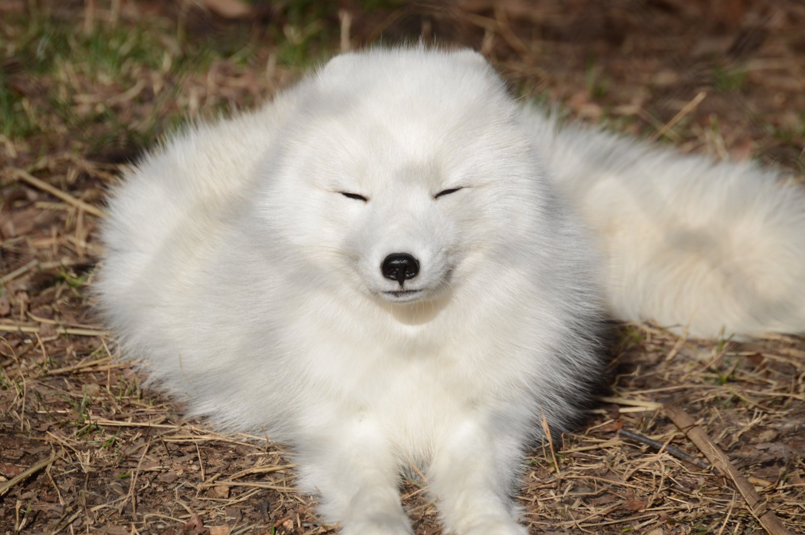 Rocky Coast - Arctic Fox (Vulpes lagopus)